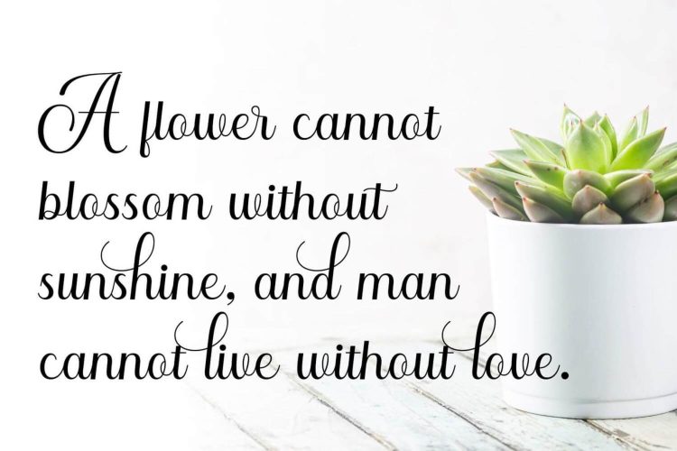 Elegant Calligraphy Font