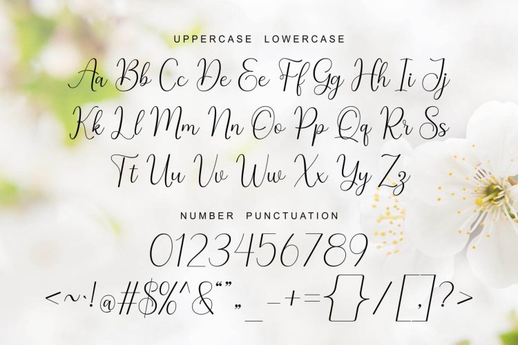 Modern Calligraphy Font